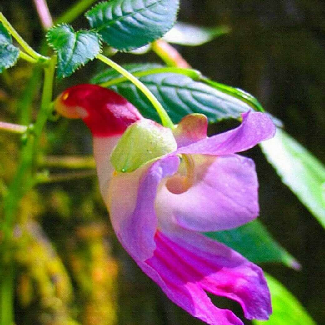 Parrot Orchid Seeds 