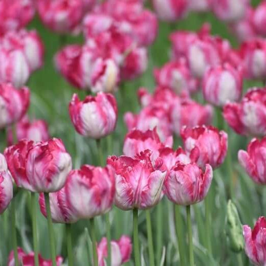 Parrot Tulip Seeds - Flower Plant