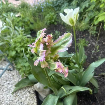 Parrot Tulip Seeds - Flower Plant