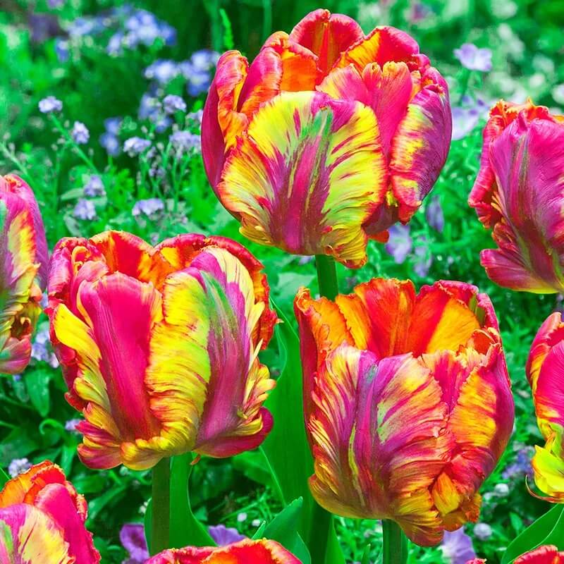 Parrot Tulip Seeds - Flower Plant