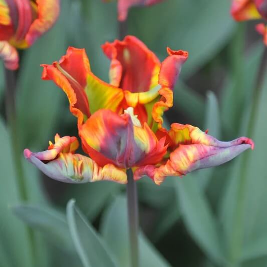 Parrot Tulip Seeds - Flower Plant