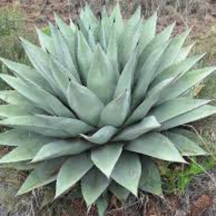 Parryi Green Agave Seeds