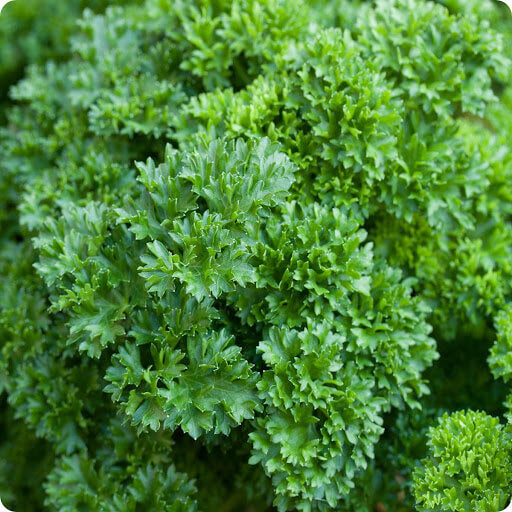 Parsley Seeds – Double Curled