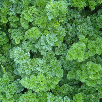 Parsley Seeds – Forest Green