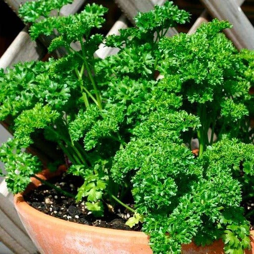 Parsley Seeds – Forest Green