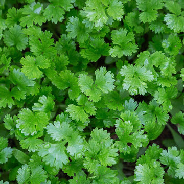 Parsley Seeds – Giant of Italy