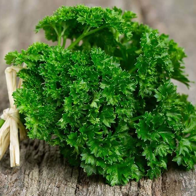 Parsley Seeds – Green