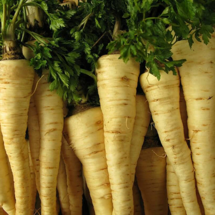 Parsley Seeds – Hamburg Rooted