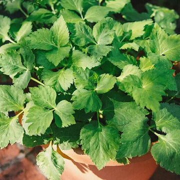 Parsley Seeds – Mitsuba Japanese