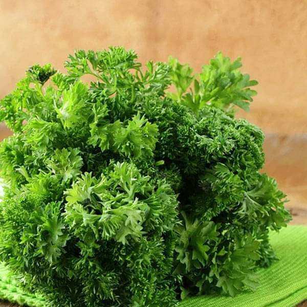 Parsley Seeds – Moss Curled