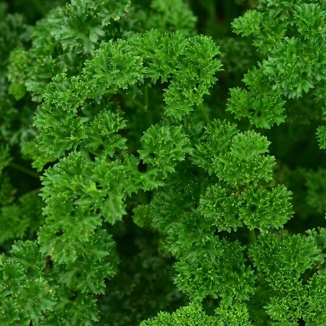 Parsley Seeds – Moss Curled