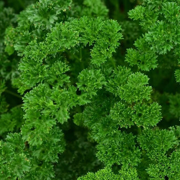 Parsley Seeds – Moss Curled