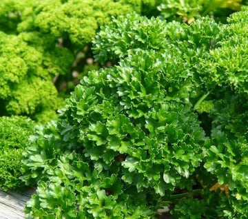Parsley Seeds – Petroselinum Crispum