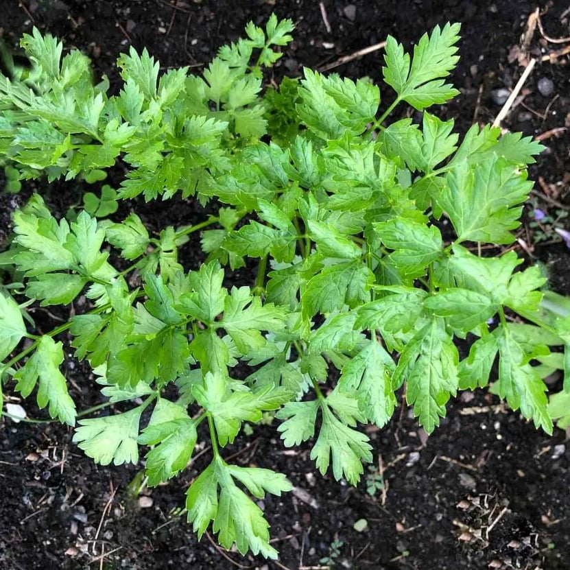 Parsley Seeds - Herbal Plant for Home Gardens