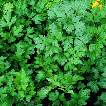 Parsley Seeds - Herbal Plant for Home Gardens
