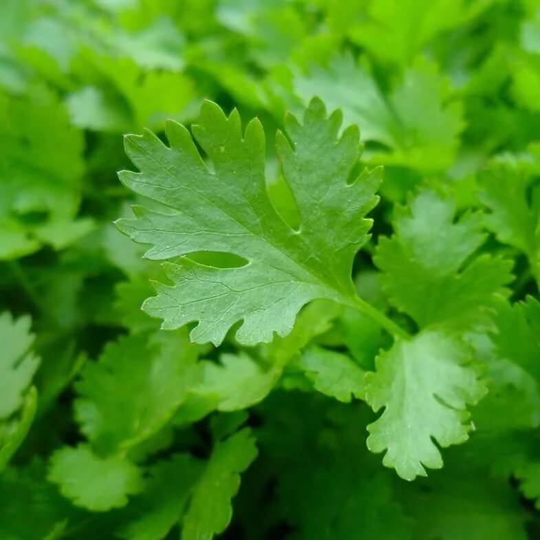 Parsley Seeds - Herbal Plant for Home Gardens