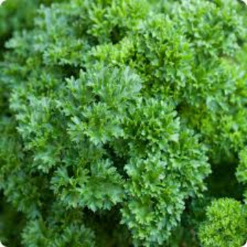Parsley Seeds – Double Curled