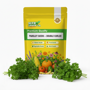 Parsley Seeds – Double Curled