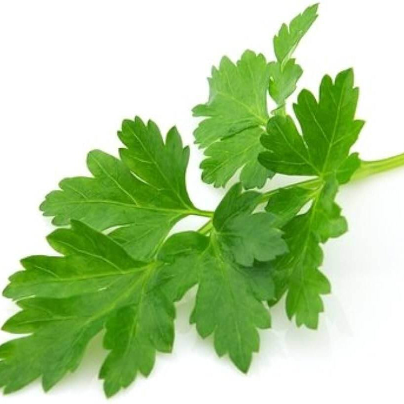 Parsley Seeds – Flat Leaf