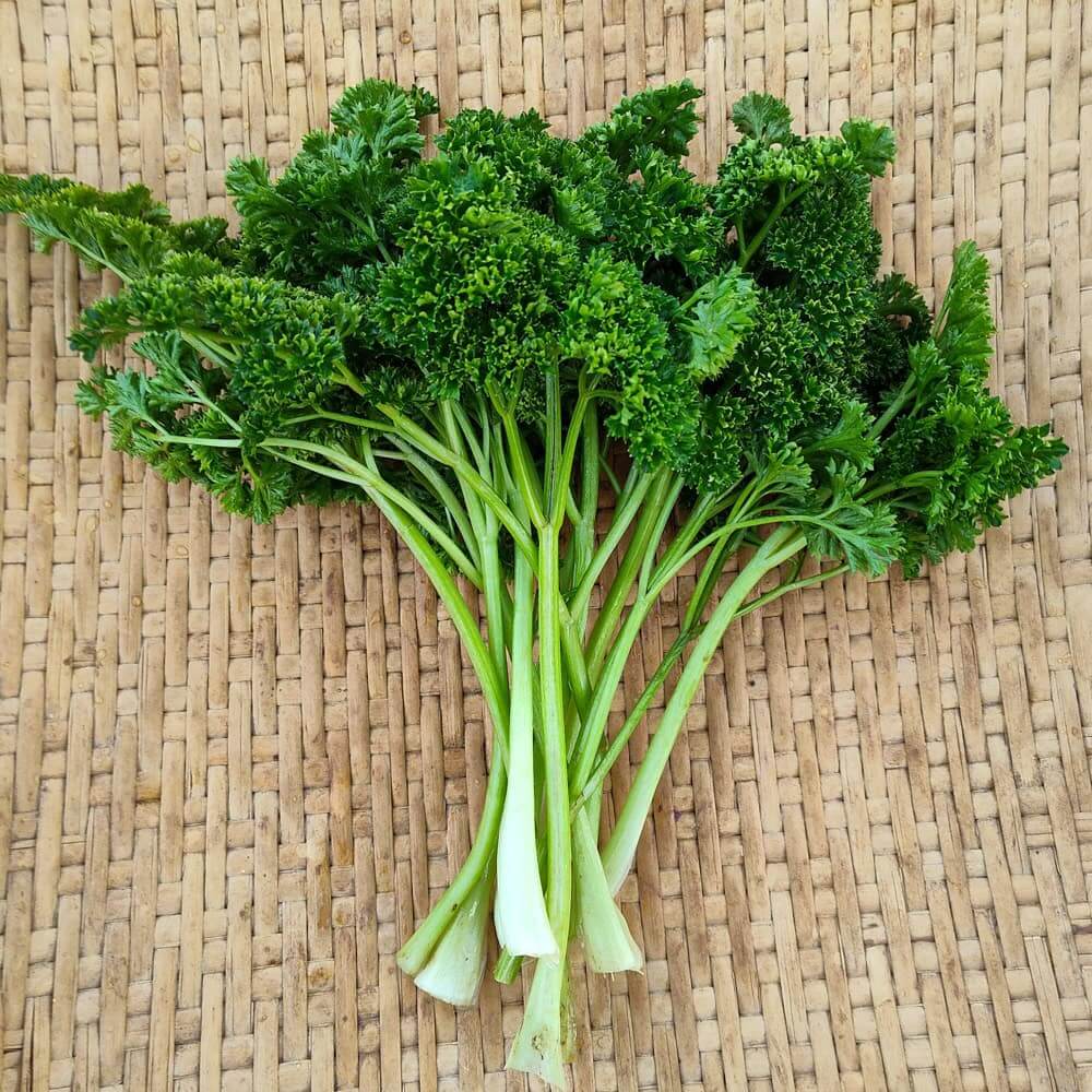 Parsley Seeds – Forest Green