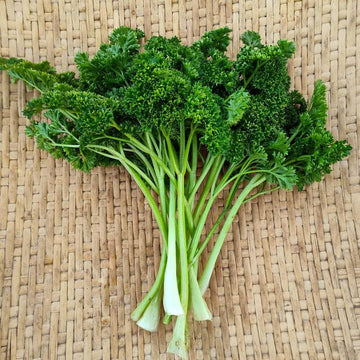 Parsley Seeds – Forest Green