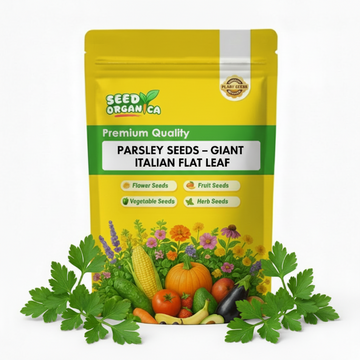 Parsley Seeds – Giant Italian Flat Leaf