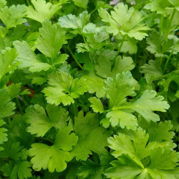 Parsley Seeds – Giant of Italy