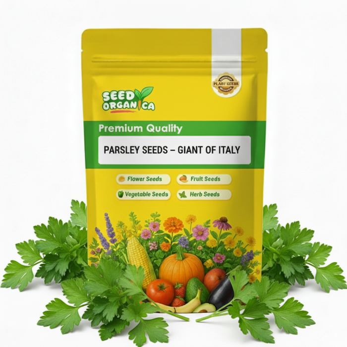 Parsley Seeds – Giant of Italy