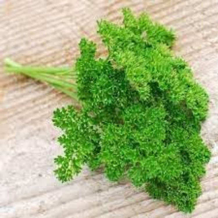 Parsley Seeds – Green