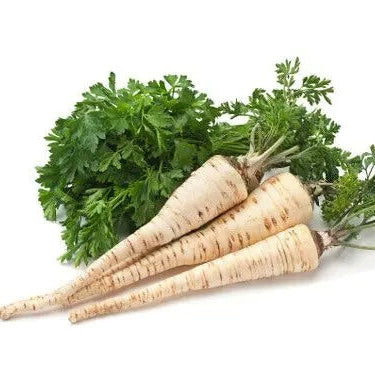 Parsley Seeds – Hamburg Rooted