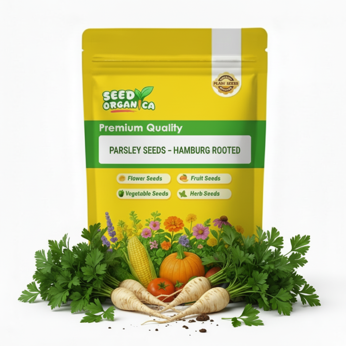 Parsley Seeds – Hamburg Rooted