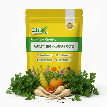 Parsley Seeds – Hamburg Rooted