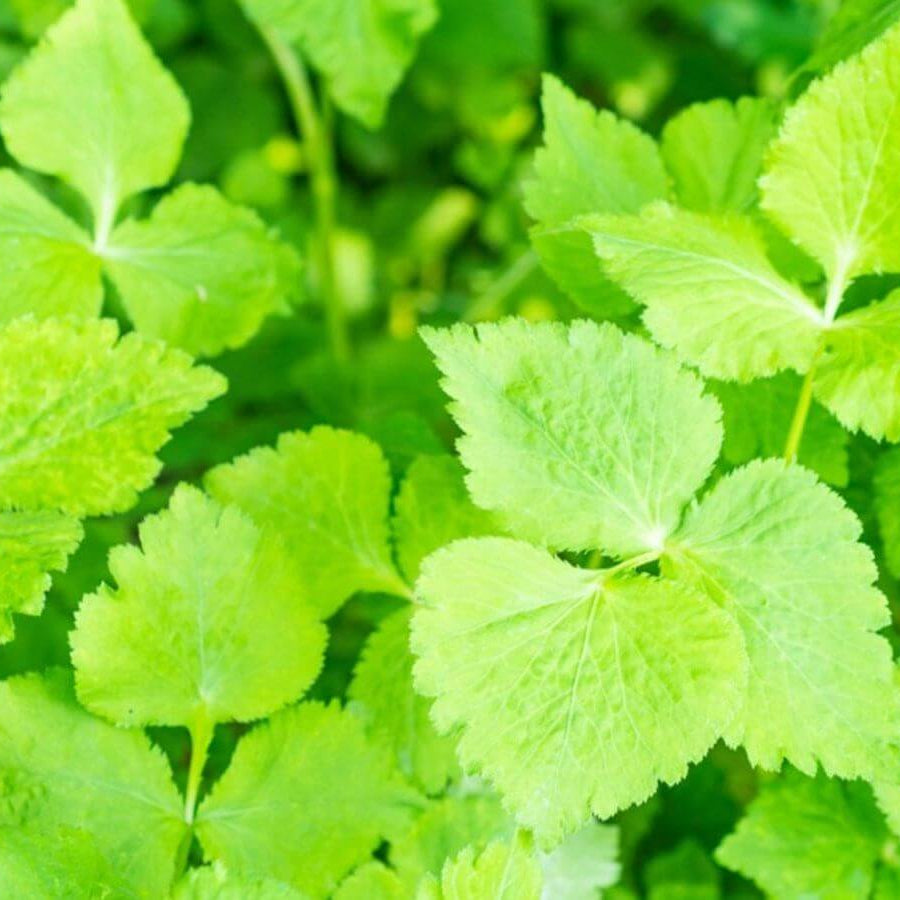 Parsley Seeds – Mitsuba Japanese