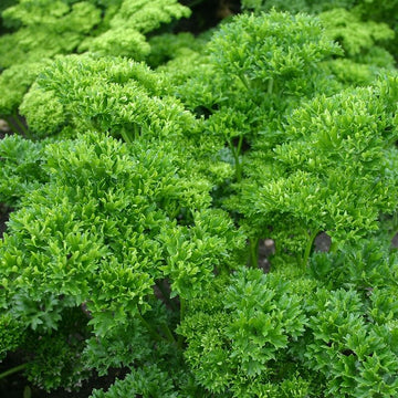 Parsley Seeds – Moss Curled