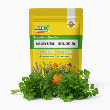 Parsley Seeds – Moss Curled