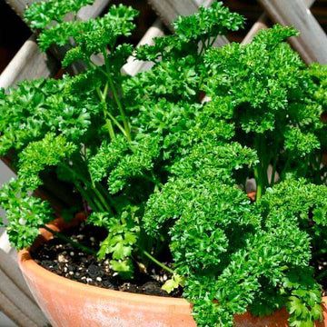 Parsley Seeds – Petroselinum Crispum