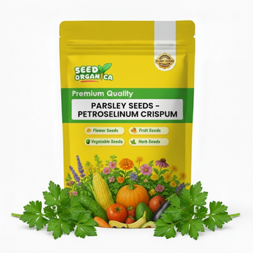 Parsley Seeds – Petroselinum Crispum