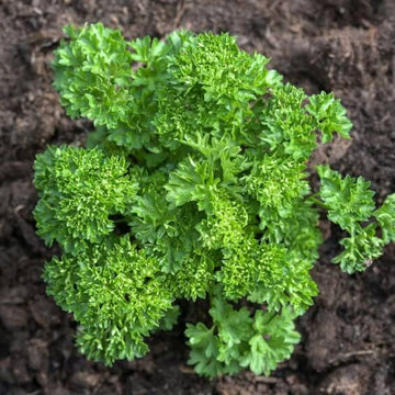 Parsley Seeds – Triple Curled
