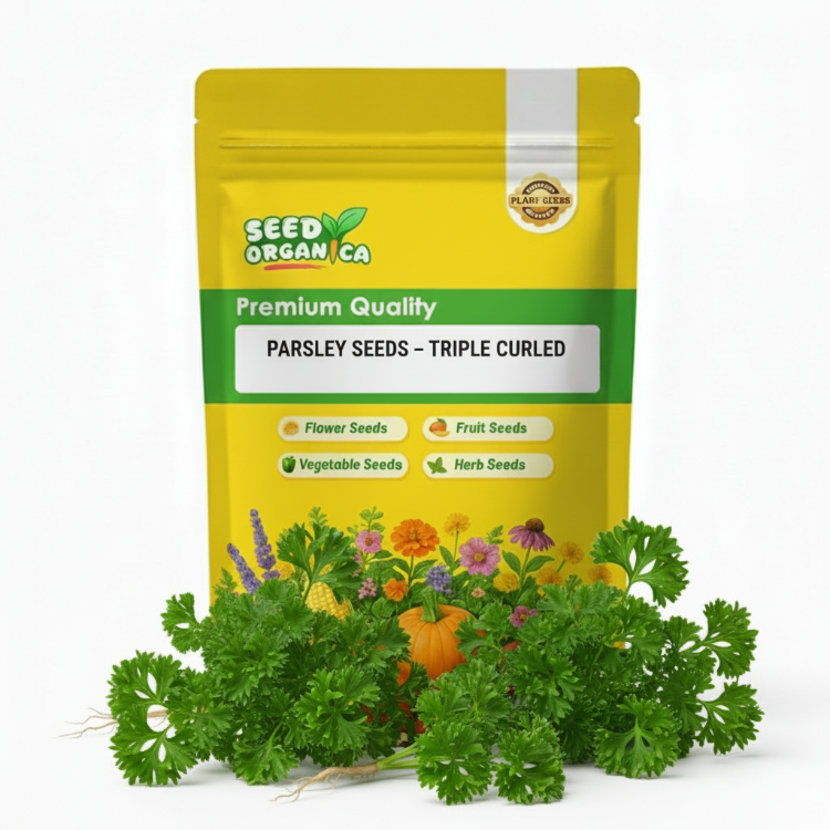 Parsley Seeds – Triple Curled
