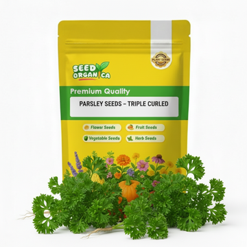 Parsley Seeds – Triple Curled