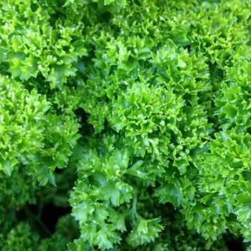 Parsley Seeds – Triple Curled