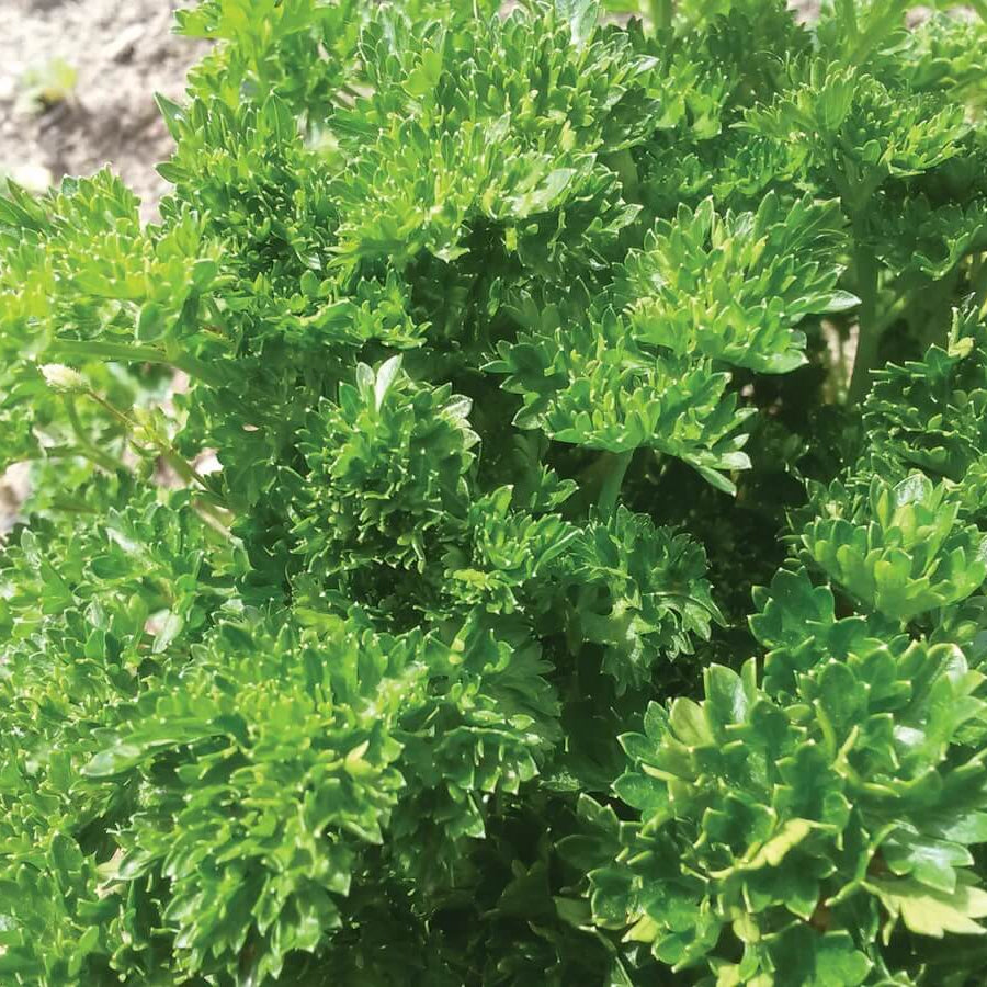 Parsley Seeds – Triple Curled