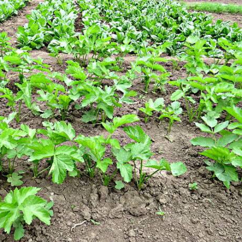 Parsnip Seeds - All In One For Home Gardens