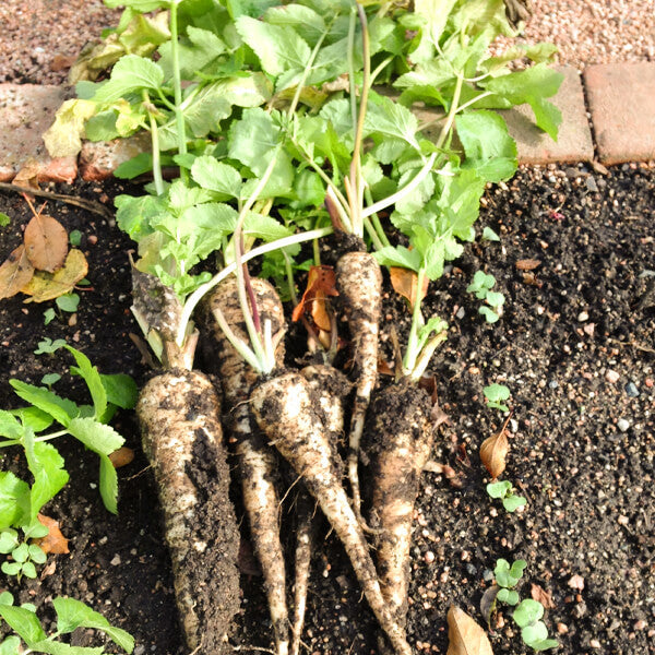 Parsnip Seeds - All In One For Home Gardens