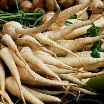 Parsnip Seeds – Harris