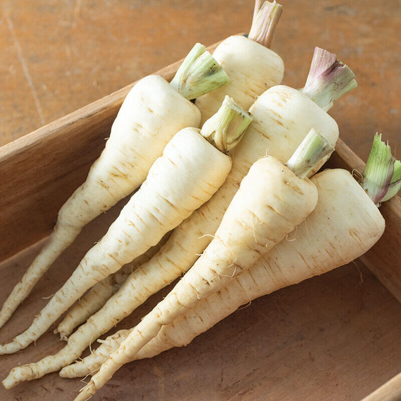 Parsnip Seeds – Imperial Crown