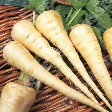 Parsnip Seeds – Sabre F1