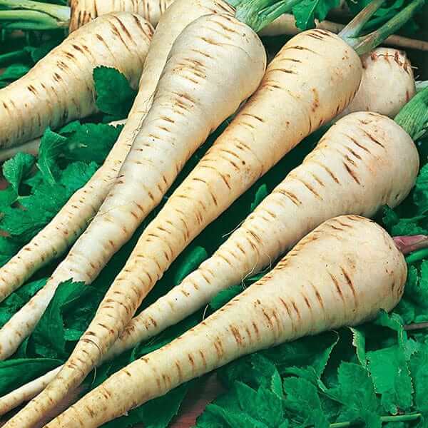 Parsnip Seeds – Tender