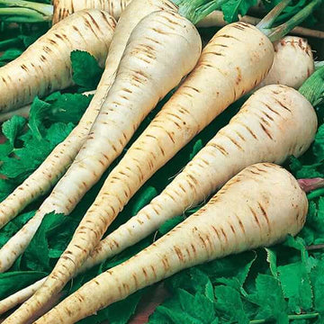 Parsnip Seeds – Tender