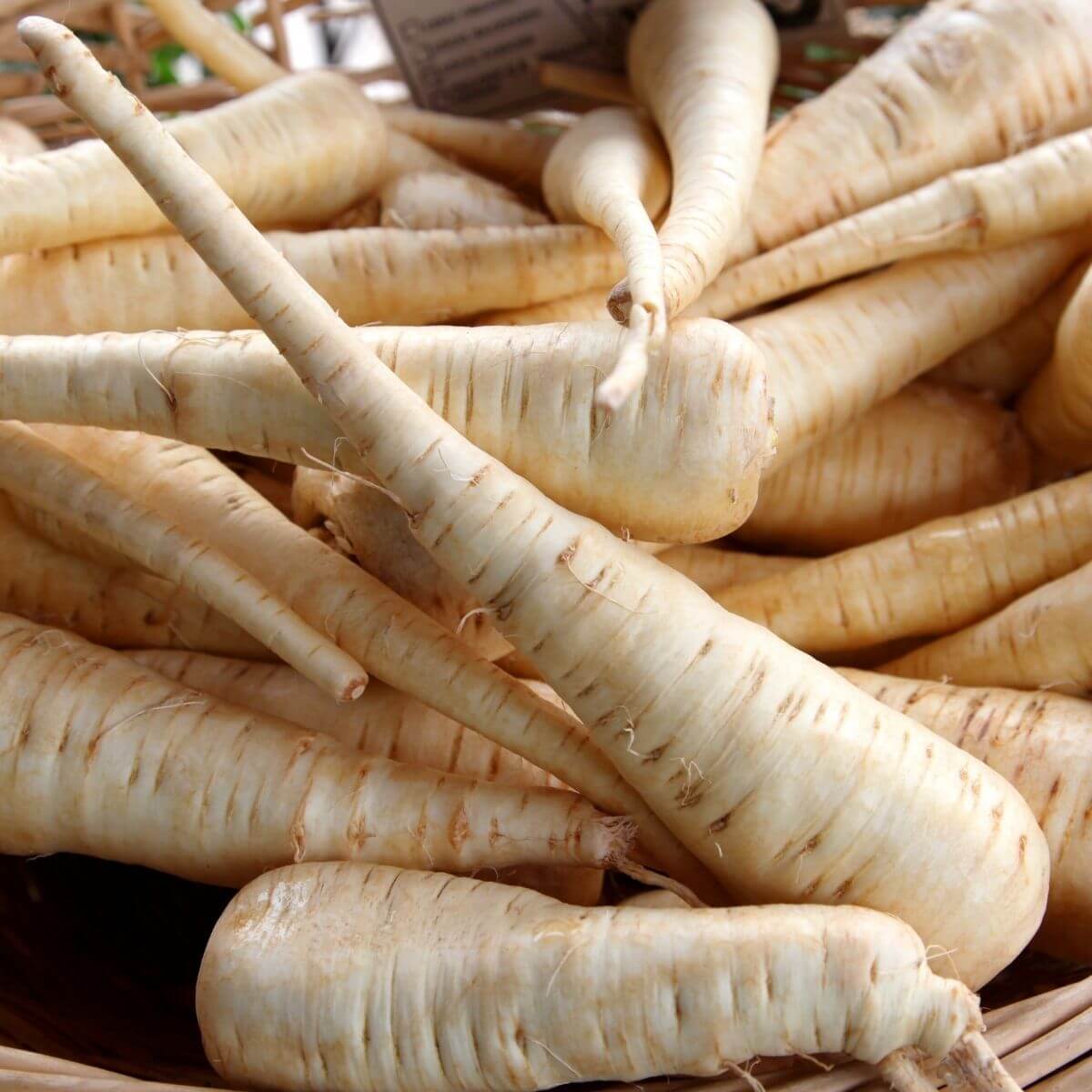 Parsnip Seeds – Tender